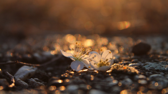 utazas-a-mennyorszagba-10-12-feny-karizmak-egyhaz