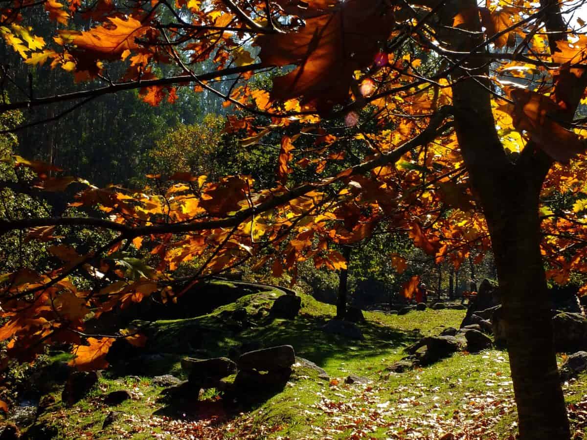 a-kert-maga-az-elet-korkerdes-a-kerteszkedesrol-mint-eleterzesrol