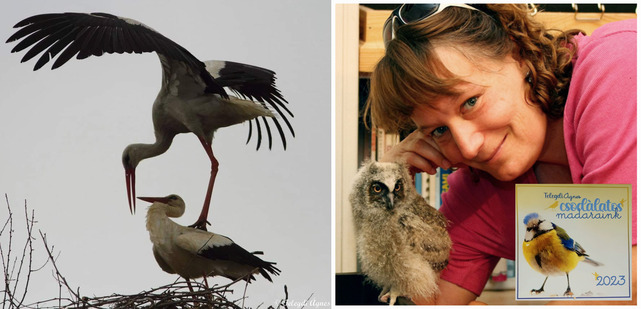 Ó, azok a csodálatos madarak! – beszélgetés Telegdi Ágnes íróval csodalatos-madarak-beszelgetes-telegdi-agnes-iroval